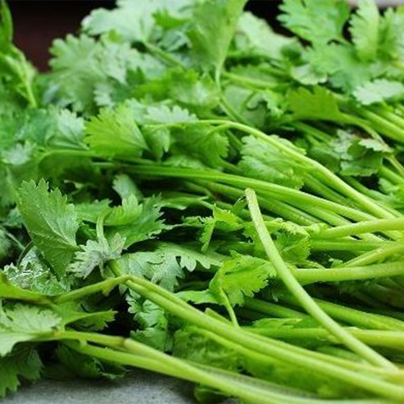 Dehydrated Coriander